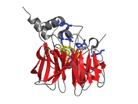 מבנה האנזים PON1, המסיר את הכולסטרול מדפנות העורקים ומסוגל לפרק חומרי הדברה מסוימים. מסומן באדום: השלד הקשיח האחראי לתיפקודיו העיקריים של החלבון. מסומנים באפור ובכחול: מקטעים ששינויים בהם אינם פוגעים בתיפקוד העיקרי של החלבון, אך עשויים להוביל להתפתחות תיפקודים חדשים